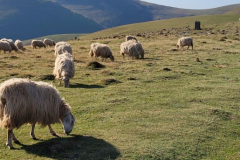 St John To Roncesvalles